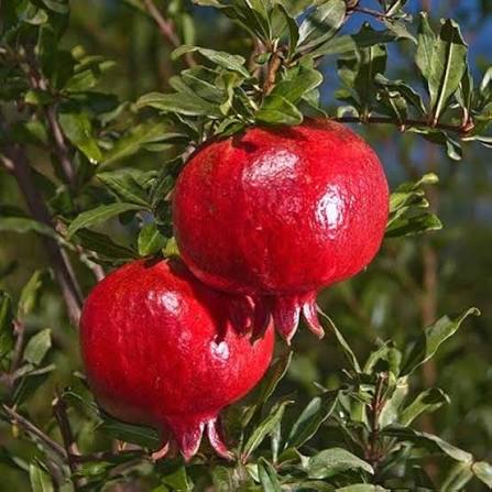 Bees Plant Hub Pomegranate (Ganesh) Layered Fruit Plant