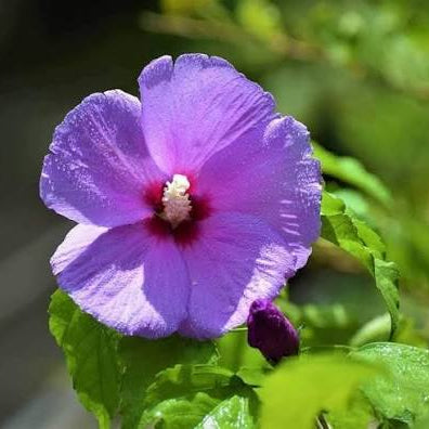 Bees Plant Hub Purple Hibiscus Live Plant