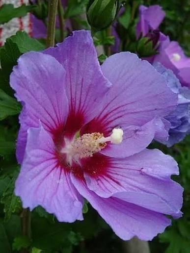 Bees Plant Hub Purple Hibiscus Live Plant