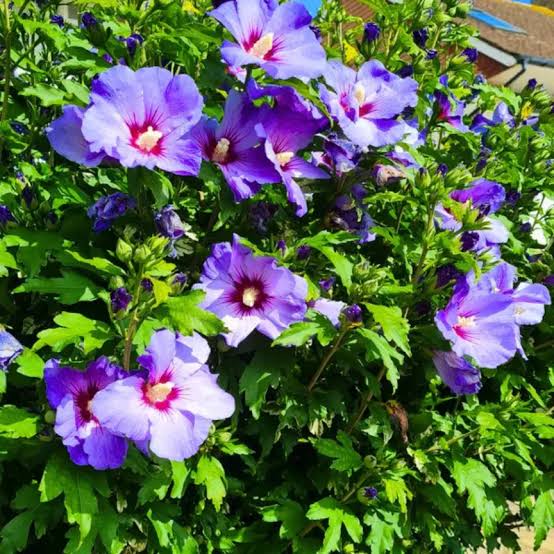 Bees Plant Hub Purple Hibiscus Live Plant