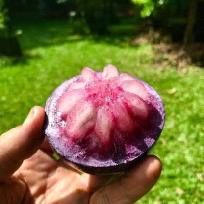 Bees Plant Hub Purple Jamaican Star Apple Grafted Live Plant (Chrysophyllum Cainito)