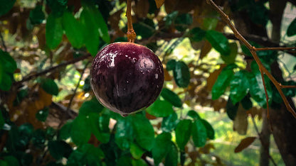 Bees Plant Hub Purple Jamaican Star Apple Grafted Live Plant (Chrysophyllum Cainito)