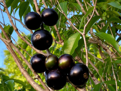 Bees Plant Hub Purple Jamaican Star Apple Grafted Live Plant (Chrysophyllum Cainito)