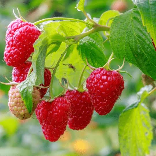 Bees Plant Hub Raspberry (Rubus idaeus) Live Plant