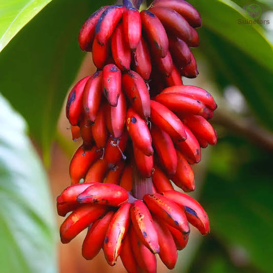 Bees Plant Hub Red Banana Live Plant