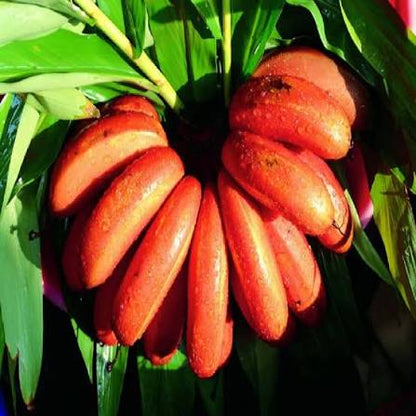 Bees Plant Hub Red Banana Live Plant