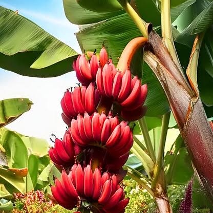 Bees Plant Hub Red Banana Live Plant