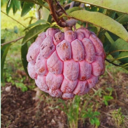 Bees Plant Hub Red Custard Apple (Seethapazham) Grafted Live Plant