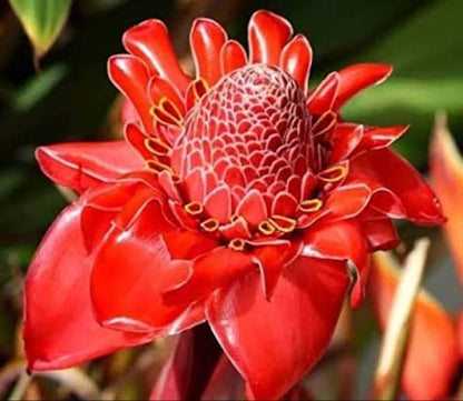 Bees Plant Hub Red Torch Ginger Flowering Live Plant