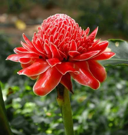 Bees Plant Hub Red Torch Ginger Flowering Live Plant
