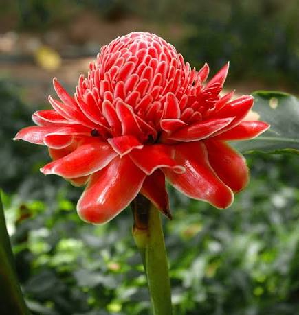 Bees Plant Hub Red Torch Ginger Flowering Live Plant