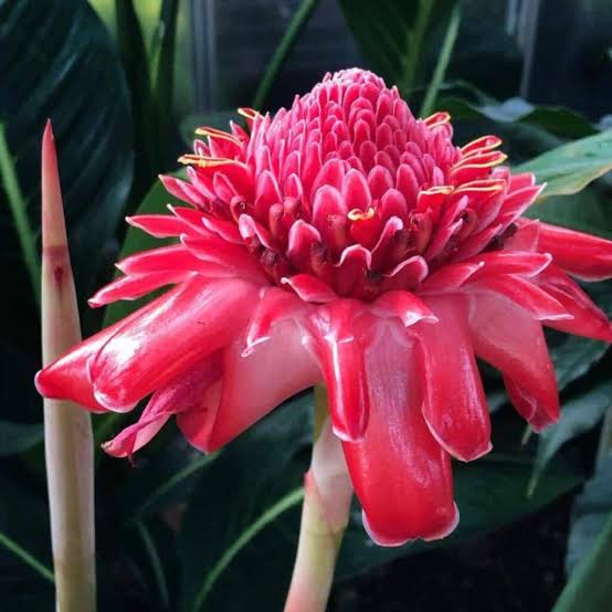 Bees Plant Hub Red Torch Ginger Flowering Live Plant