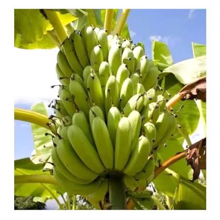 Bees Plant Hub Robusta Banana (Morris) Live Plant