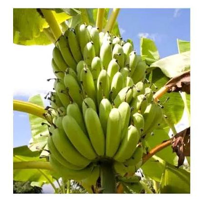 Bees Plant Hub Robusta Banana (Morris) Live Plant