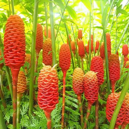Bees Plant Hub Shampoo Ginger Lily Flowering Live Plant