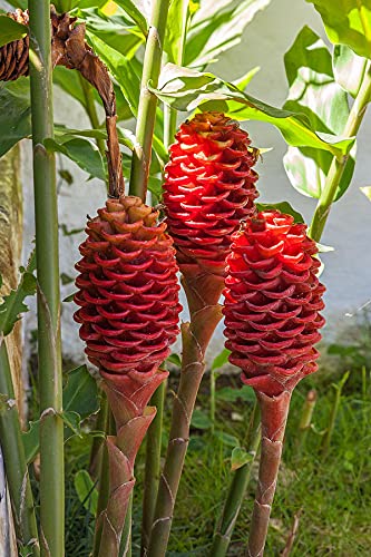 Bees Plant Hub Shampoo Ginger Lily Flowering Live Plant