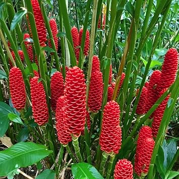 Bees Plant Hub Shampoo Ginger Lily Flowering Live Plant
