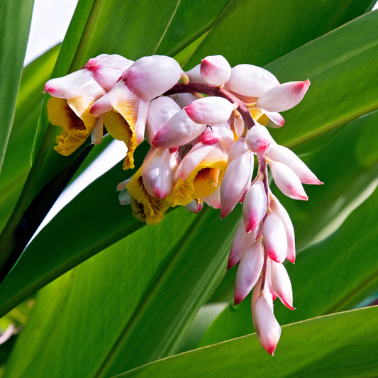 Bees Plant Hub Shell Ginger Flowering Live Plant