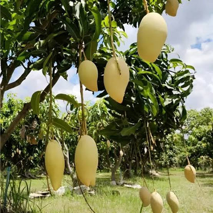 Bees Plant Hub Thailand All Season Mango Grafted Live Plant