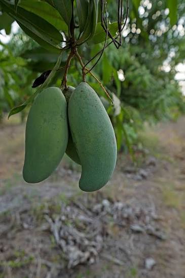 Bees Plant Hub Thailand All Season Mango Grafted Live Plant