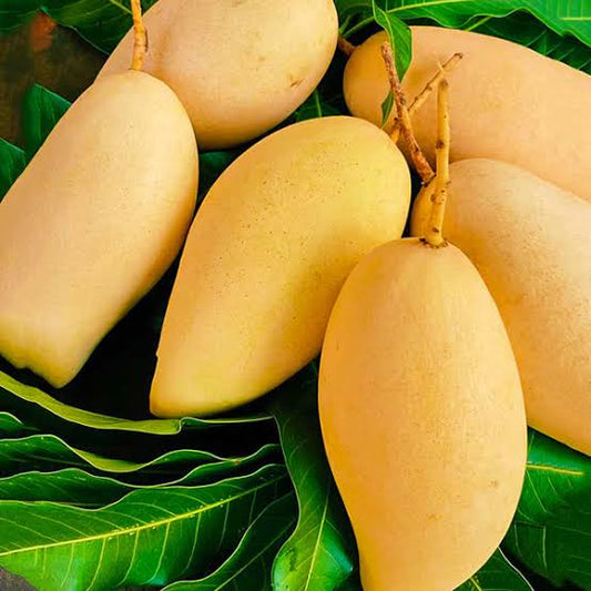 Bees Plant Hub Thailand All Season Mango Grafted Live Plant