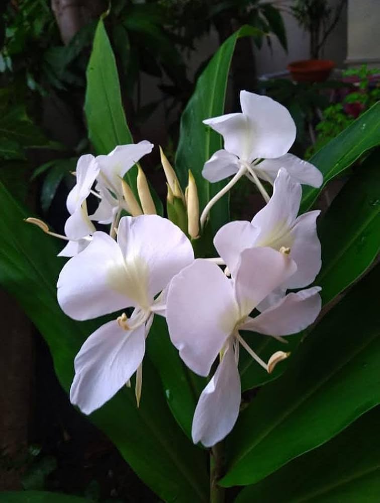 Bees Plant Hub White Ginger Lily (Hedychium coronarium) Flowering Live Plant
