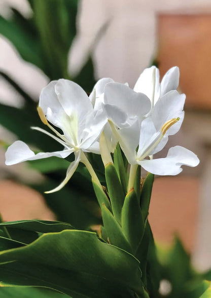 Bees Plant Hub White Ginger Lily (Hedychium coronarium) Flowering Live Plant