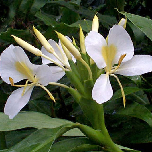 Bees Plant Hub White Ginger Lily (Hedychium coronarium) Flowering Live Plant