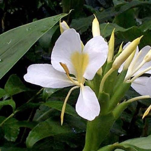 Bees Plant Hub White Ginger Lily (Hedychium coronarium) Flowering Live Plant