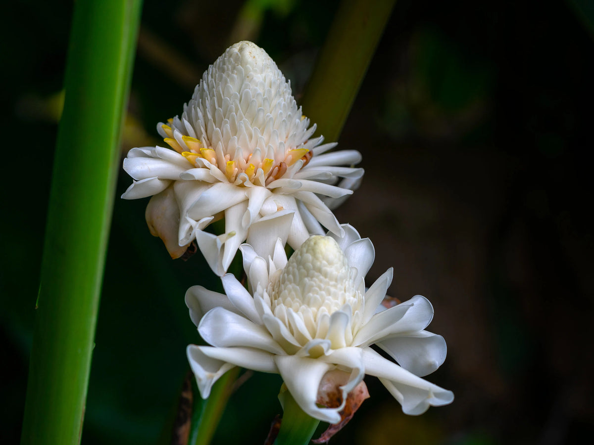 Bees Plant Hub White Torch Ginger Flowering Live Plant
