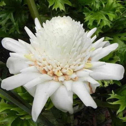 Bees Plant Hub White Torch Ginger Flowering Live Plant