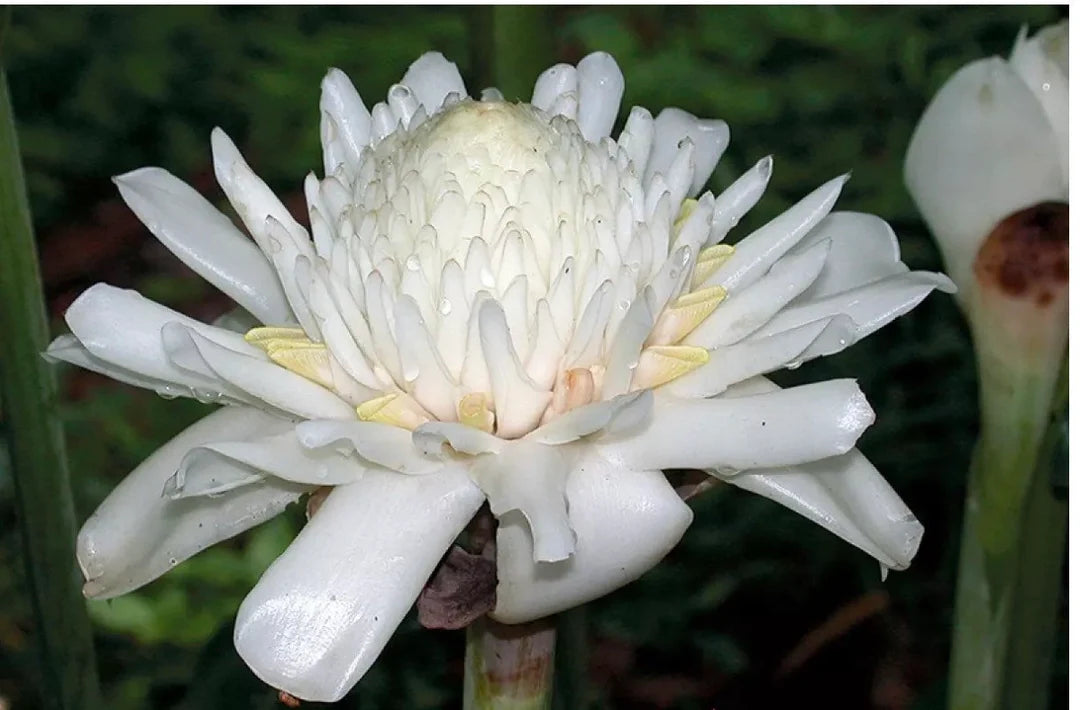 Bees Plant Hub White Torch Ginger Flowering Live Plant