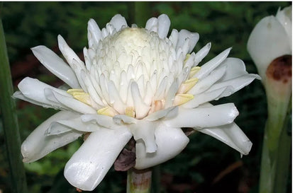 Bees Plant Hub White Torch Ginger Flowering Live Plant