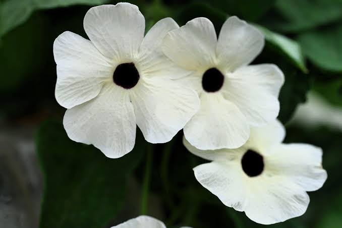 Bees Plant Hub Black Eyed Susan White (Thunbergia alata) Rare Flowering Live Plant