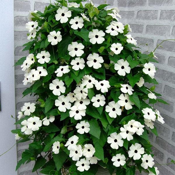 Bees Plant Hub Black Eyed Susan White (Thunbergia alata) Rare Flowering Live Plant