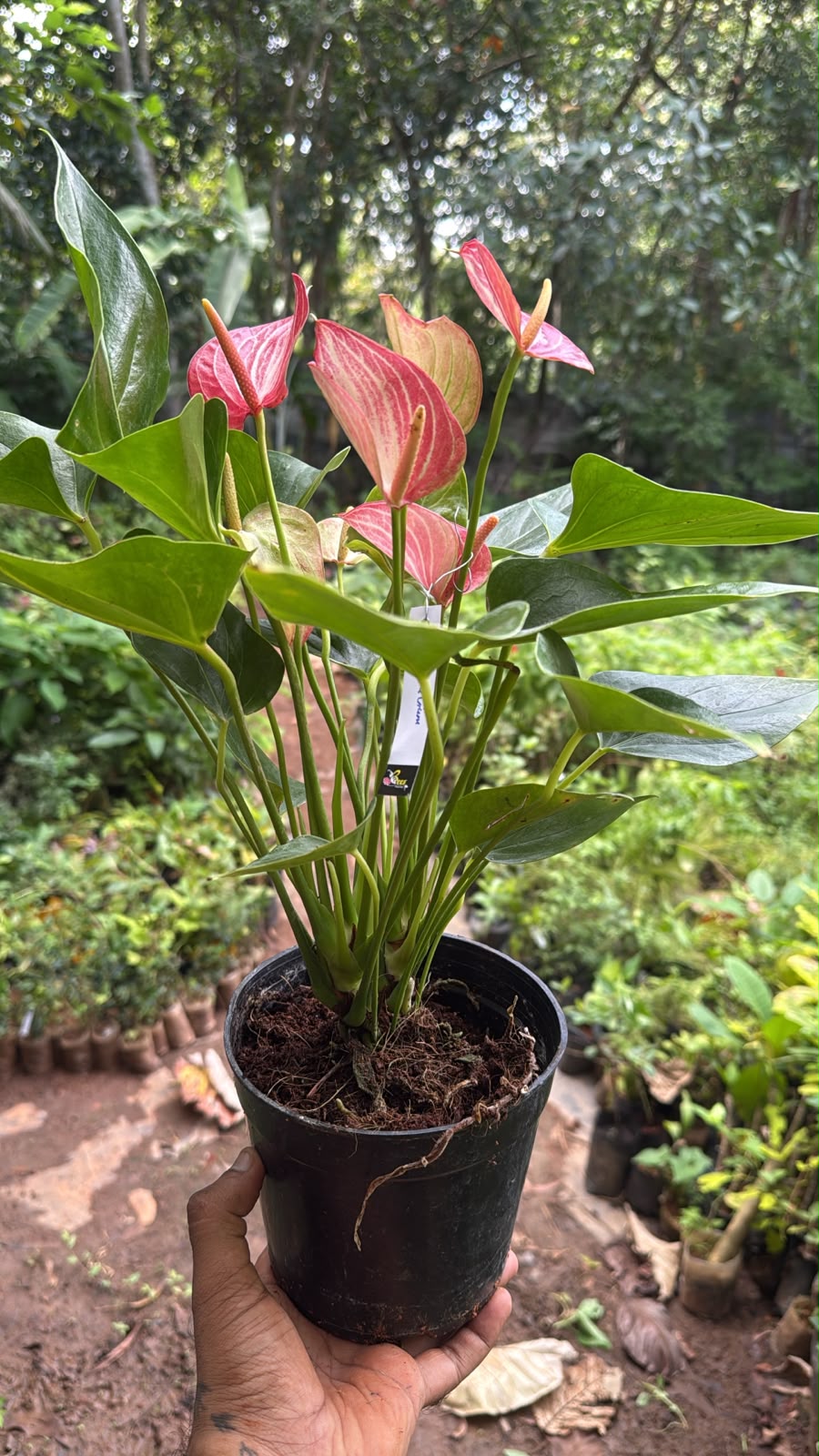 Bees Plant Hub Dwarf Anthurium Livium Indoor/Outdoor Live Plant