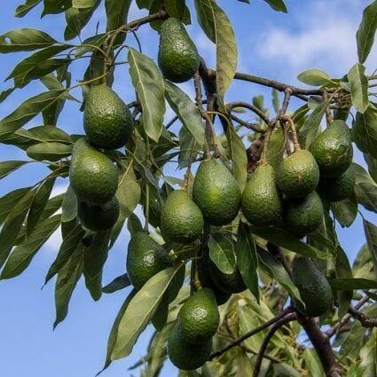 Bees Plant Hub Hass Avocado (Persea americana 'Hass') Grafted Live Plant