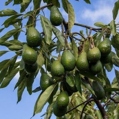 Bees Plant Hub Hass Avocado (Persea americana 'Hass') Grafted Live Plant