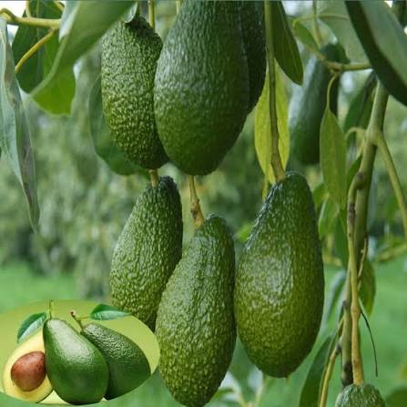 Bees Plant Hub Hass Avocado (Persea americana 'Hass') Grafted Live Plant