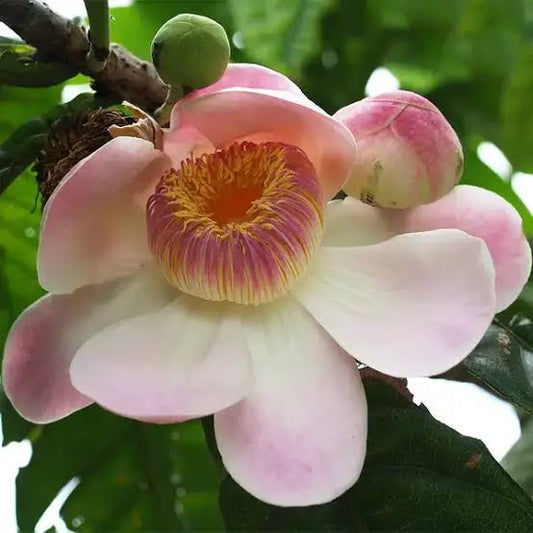 Bees Plant Hub Heaven Lotus (Gustavia Gracillima) Live Plant