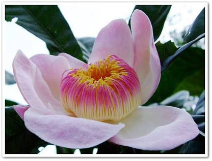 Bees Plant Hub Heaven Lotus (Gustavia Gracillima) Live Plant