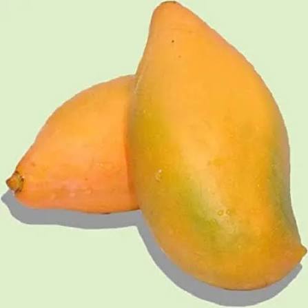 Bees Plant Hub Kilichundan Mango Grafted Live Plant