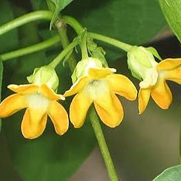 Bees Plant Hub Kodi Sampangi / Tonkin Jasmine Live Plant