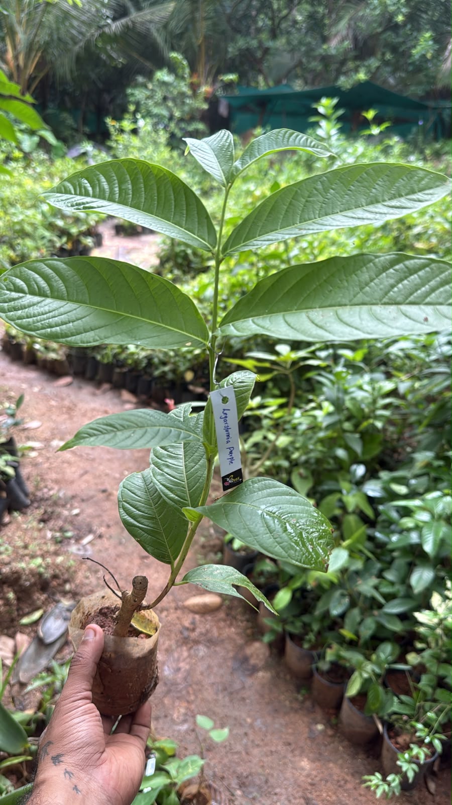Bees Plant Hub Lagerstroemia Speciosa Purple (Pride of India) Live Plant