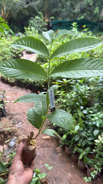 Bees Plant Hub Lagerstroemia Speciosa Purple (Pride of India) Live Plant