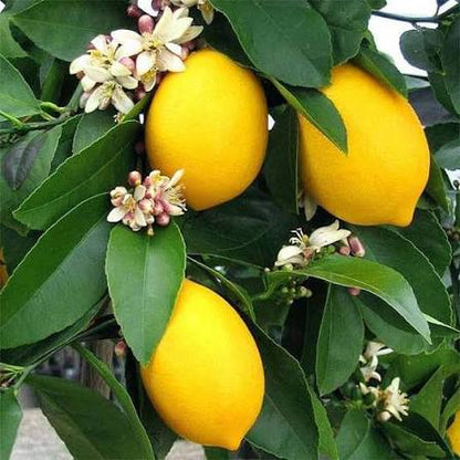 Bees Plant Hub Lemon (Citrus Lemon) Live Plant