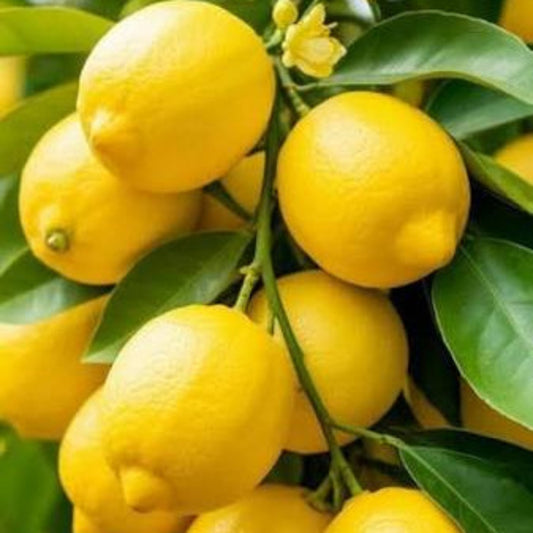 Bees Plant Hub Lemon (Citrus Lemon) Live Plant