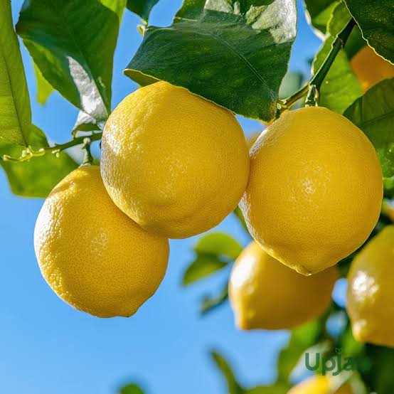 Bees Plant Hub Lemon (Citrus Lemon) Live Plant