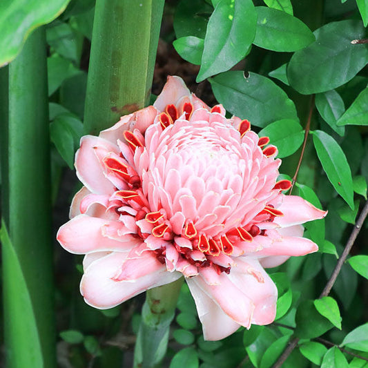 Bees Plant Hub Light Pink Torch Ginger Flowering Plant