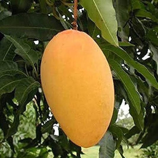 Bees Plant Hub Mallika Mango Grafted Live Plant